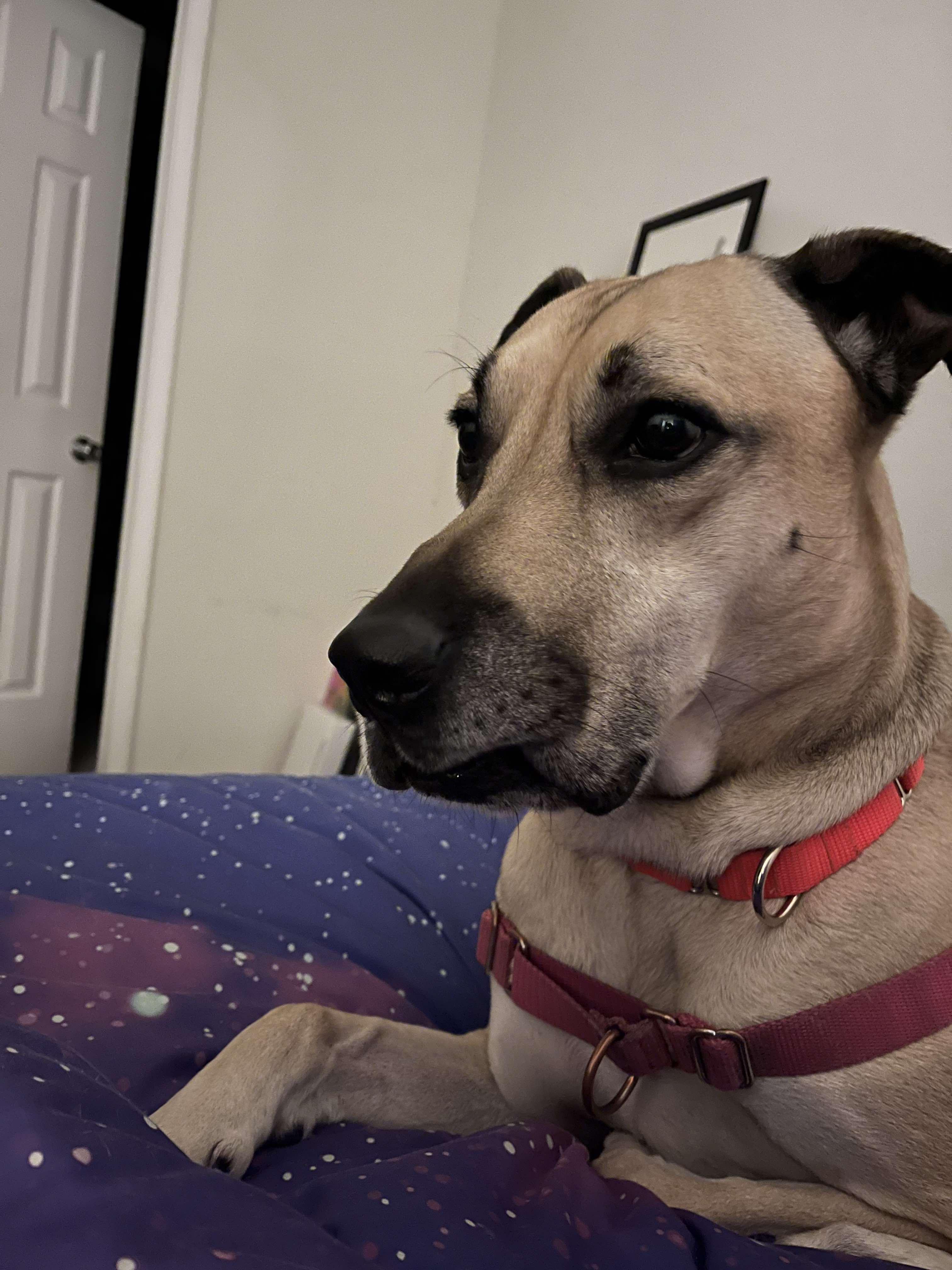 Socrates, an adoptable Black Mouth Cur in BUTTE, MT, 59701 | Photo Image 3