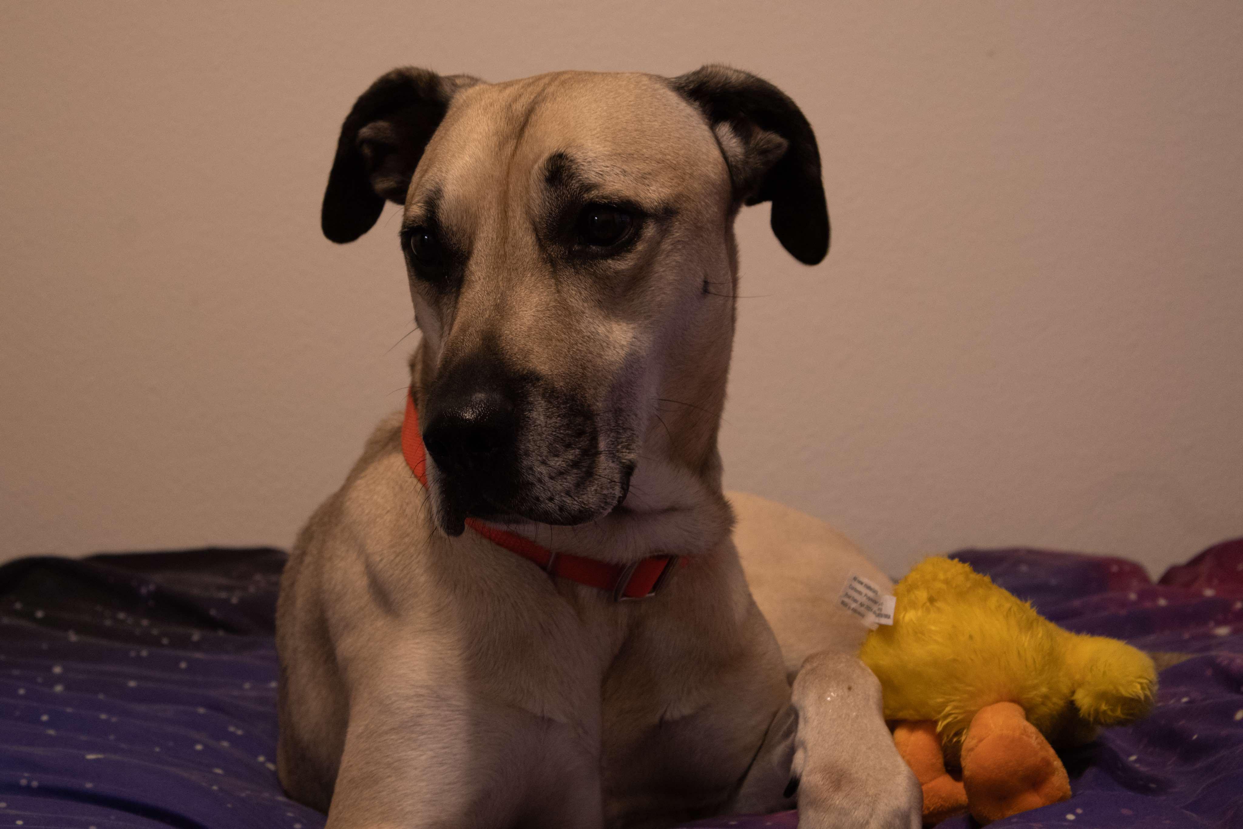 Socrates, an adoptable Black Mouth Cur in BUTTE, MT, 59701 | Photo Image 2