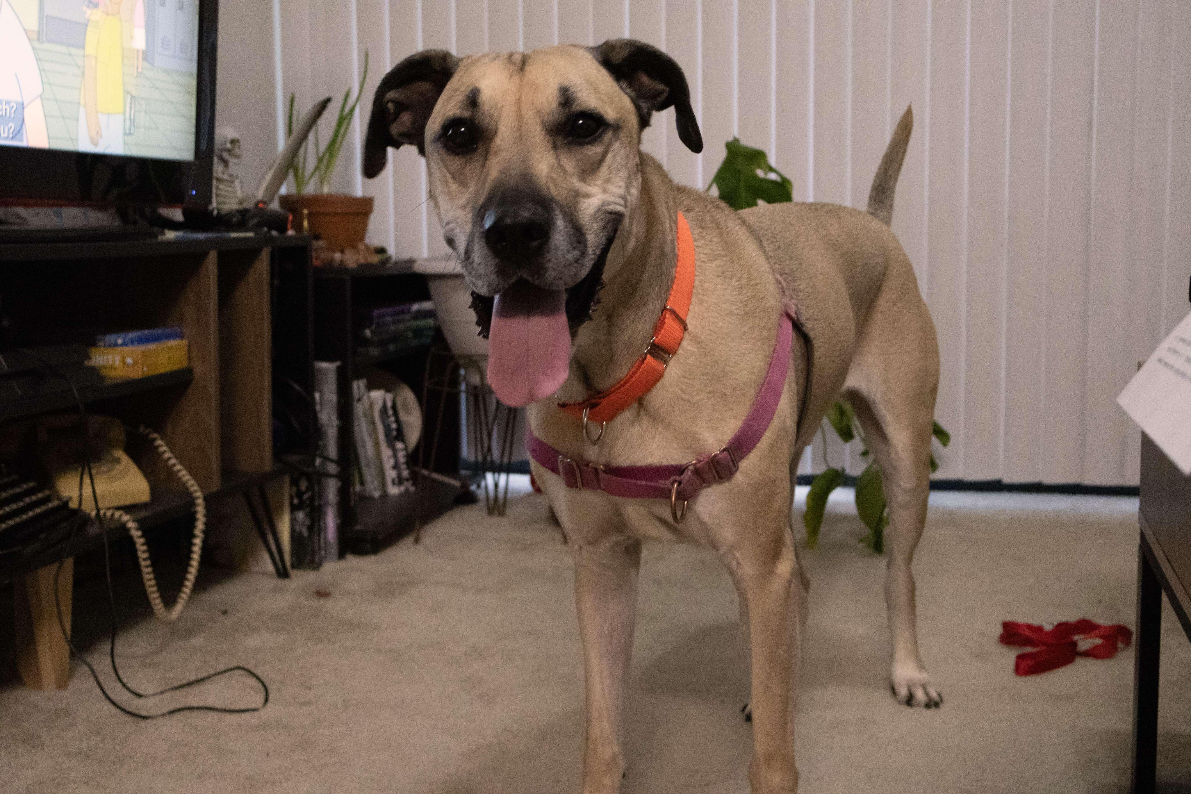 Socrates, an adoptable Black Mouth Cur in BUTTE, MT, 59701 | Photo Image 5
