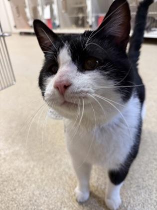 Stuart, a Adoptable mixed breed in Harbor Springs, MI image 1/2