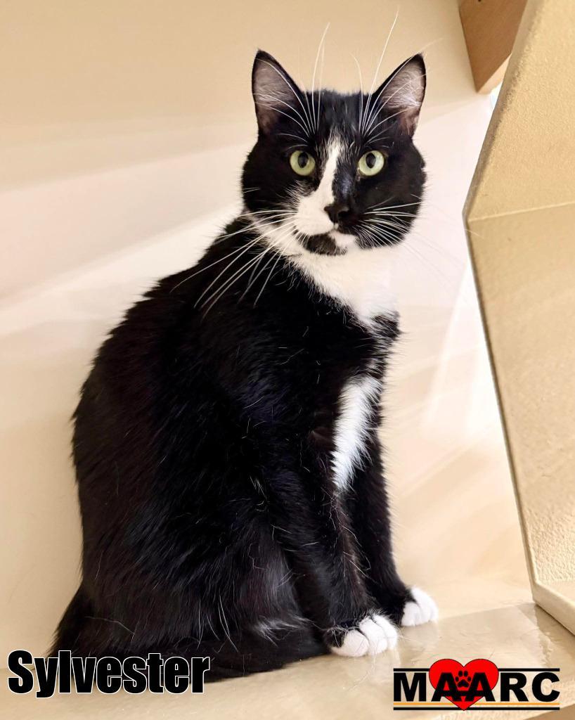 Enlarge Sylvester, a Adoptable mixed breed in Maryville, TN image 1/1