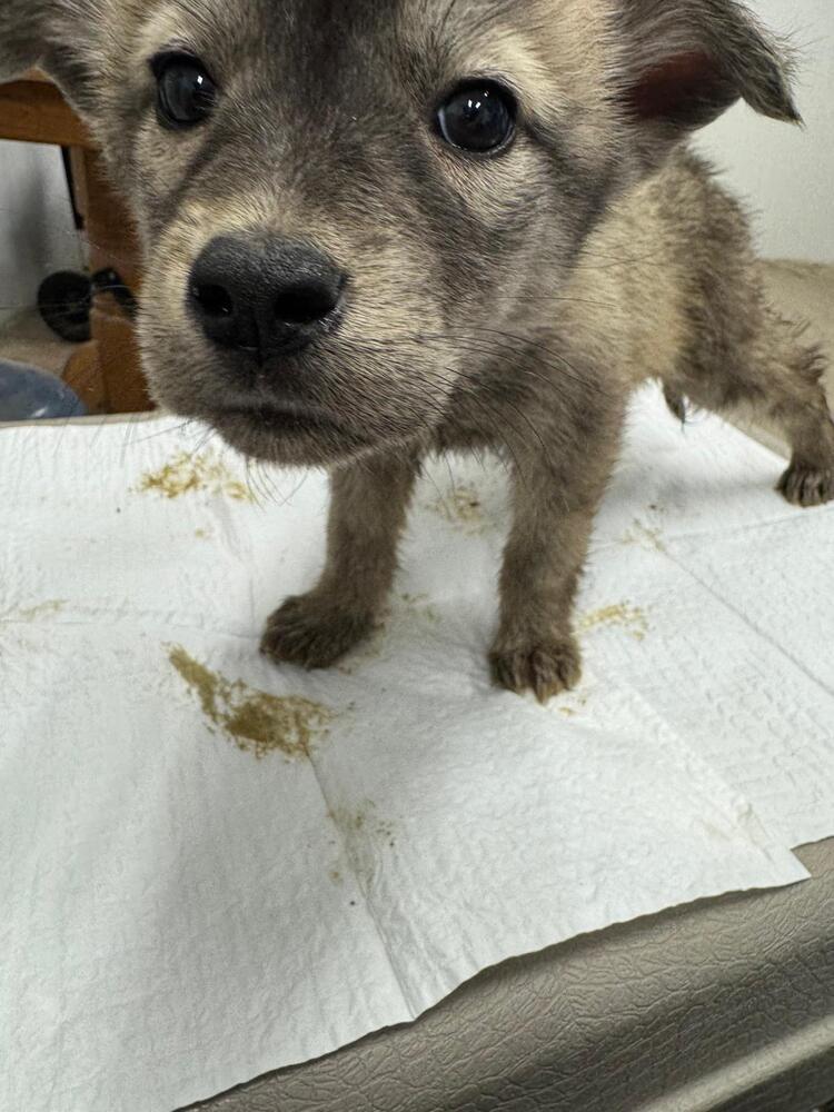 Enlarge Trickster, a Adoptable mixed breed in Calgary, AB image 1/1
