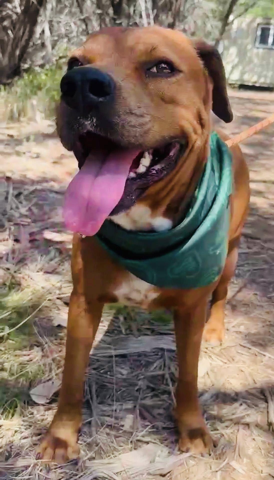 Alamo