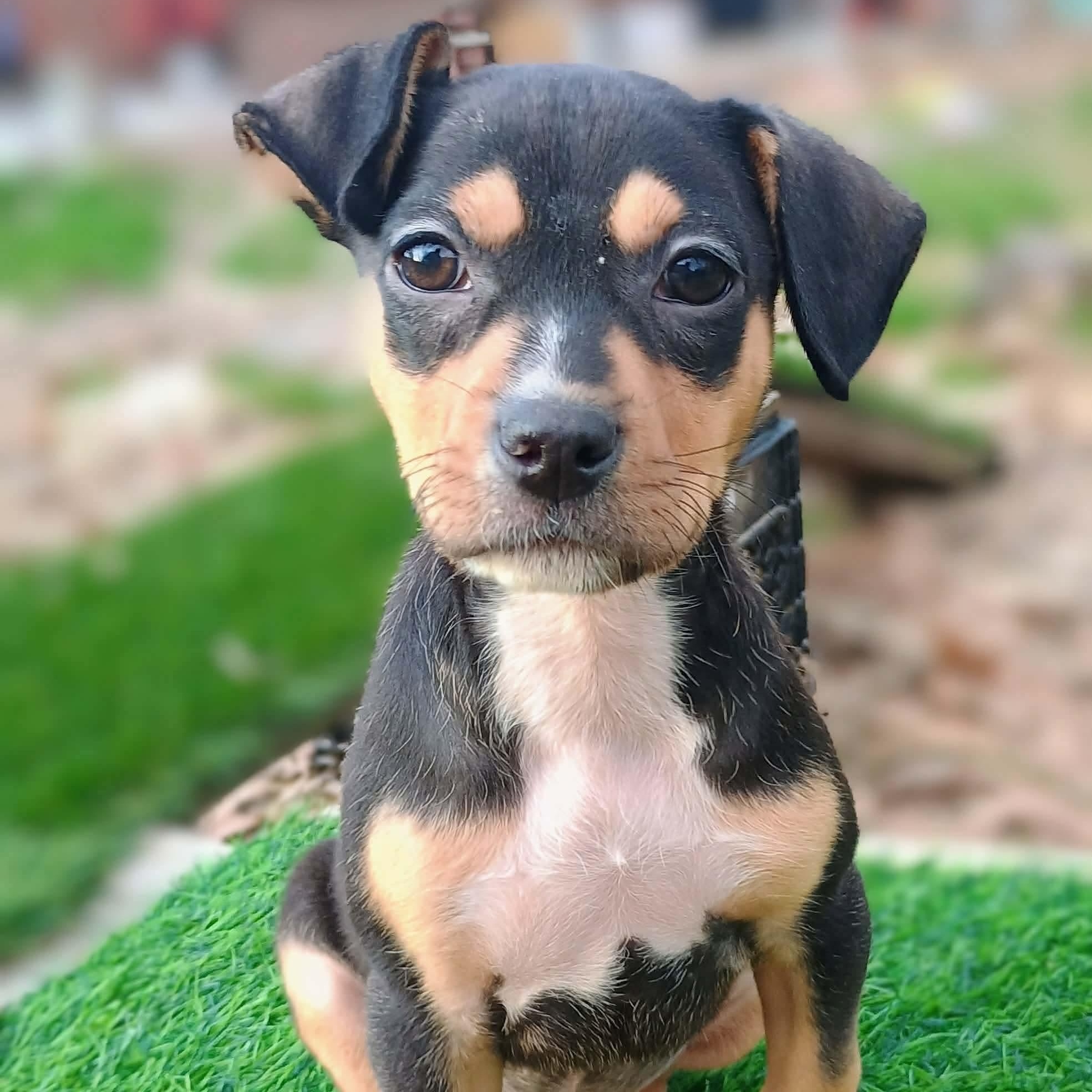 Enlarge Sprout, an adoptable mixed breed in Pelham, NH image 5/6