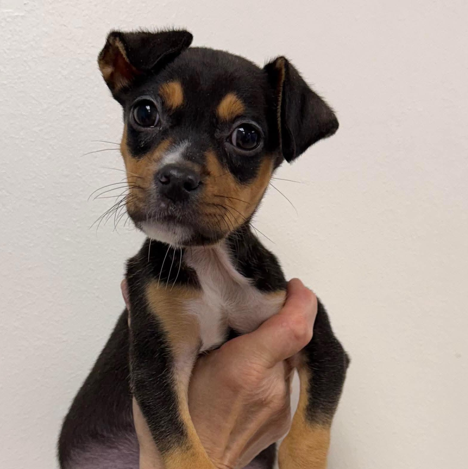 Enlarge Sprout, an adoptable mixed breed in Pelham, NH image 1/6