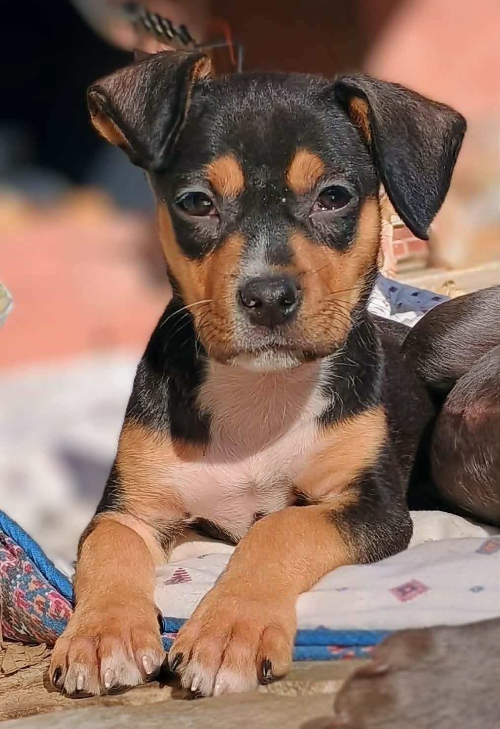 Enlarge Sprout, an adoptable mixed breed in Pelham, NH image 3/6