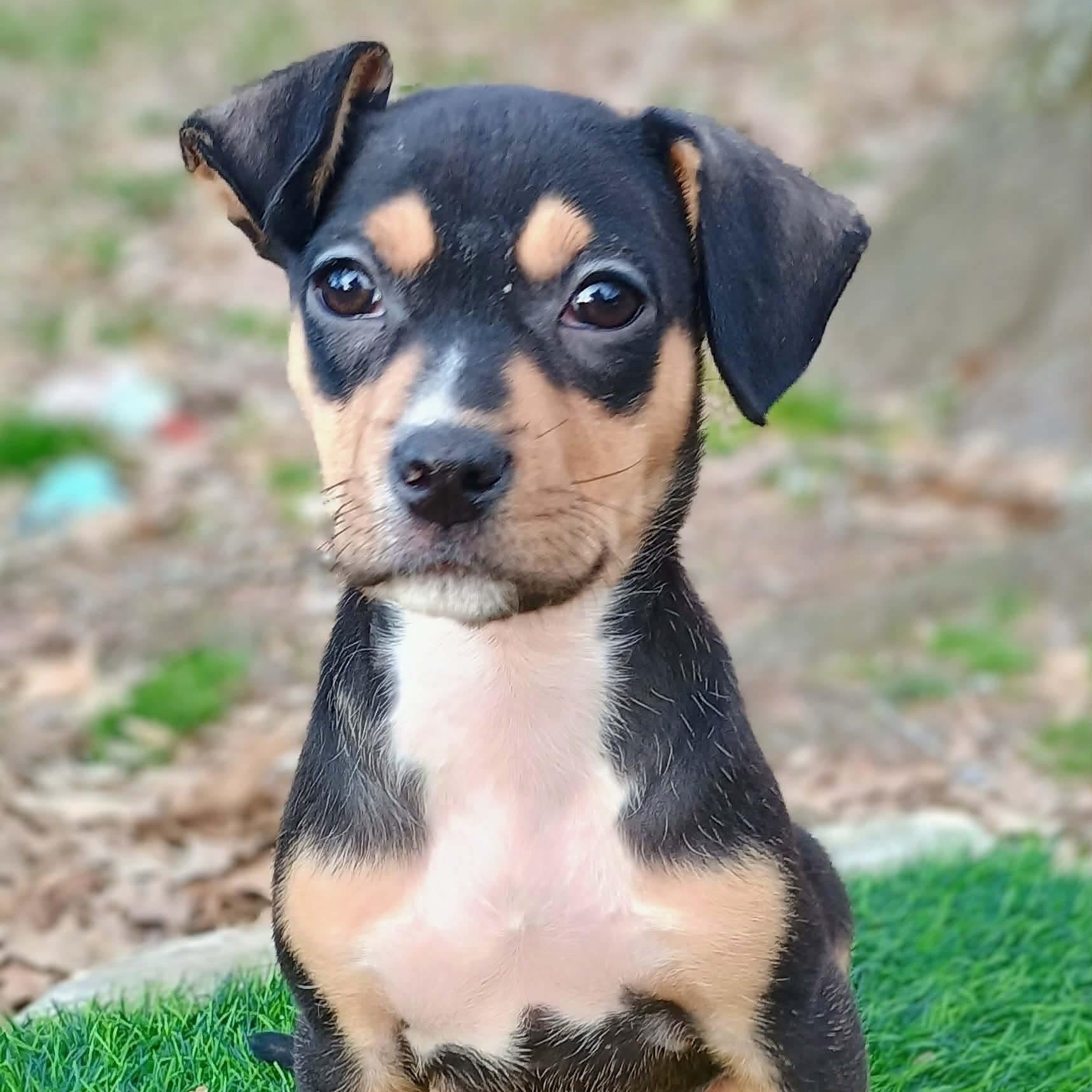 Enlarge Sprout, an adoptable mixed breed in Pelham, NH image 4/6