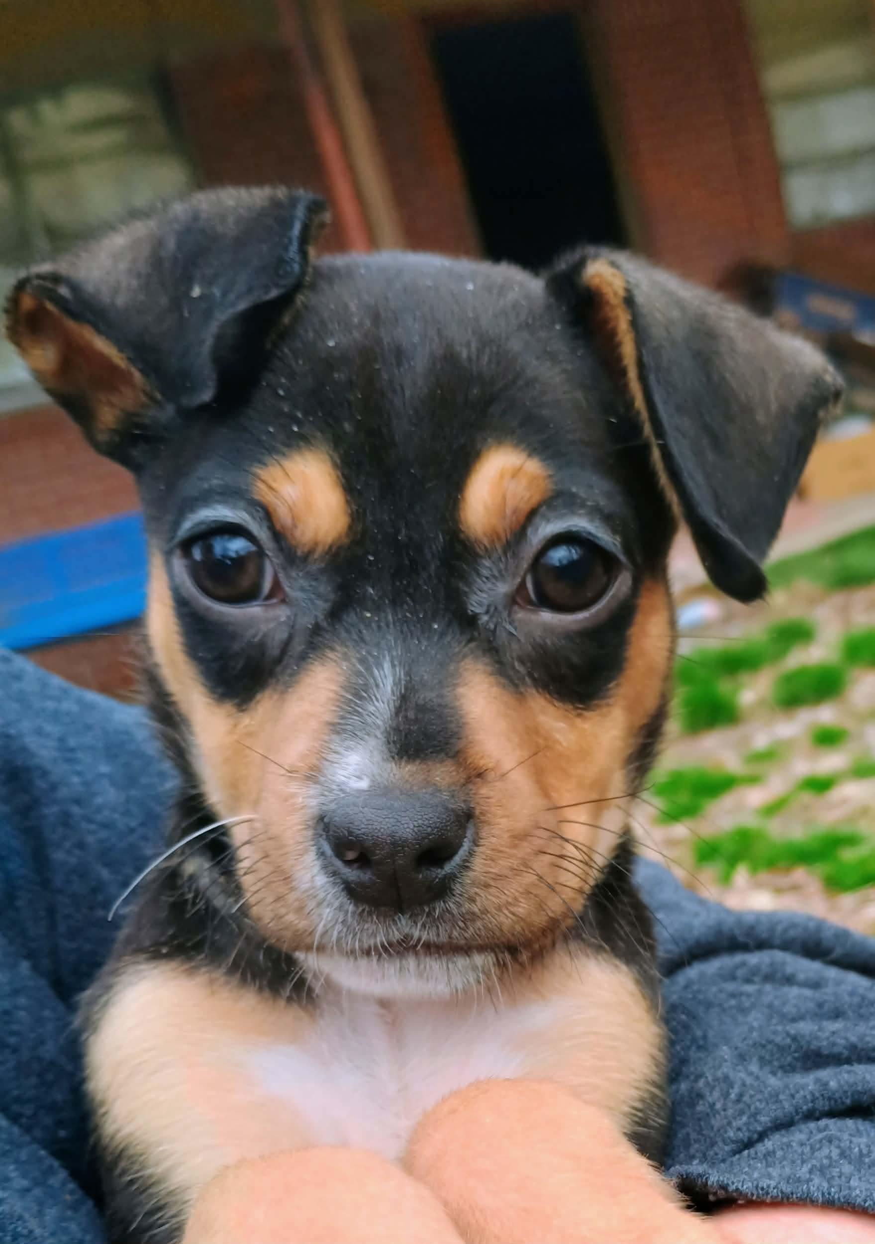 Enlarge Sprout, an adoptable mixed breed in Pelham, NH image 2/6