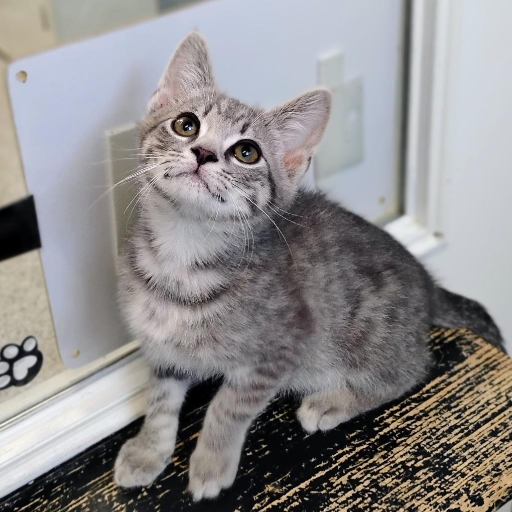 Enlarge Robby Ray, a Adoptable Domestic Short Hair in Winchester, TN image 1/1