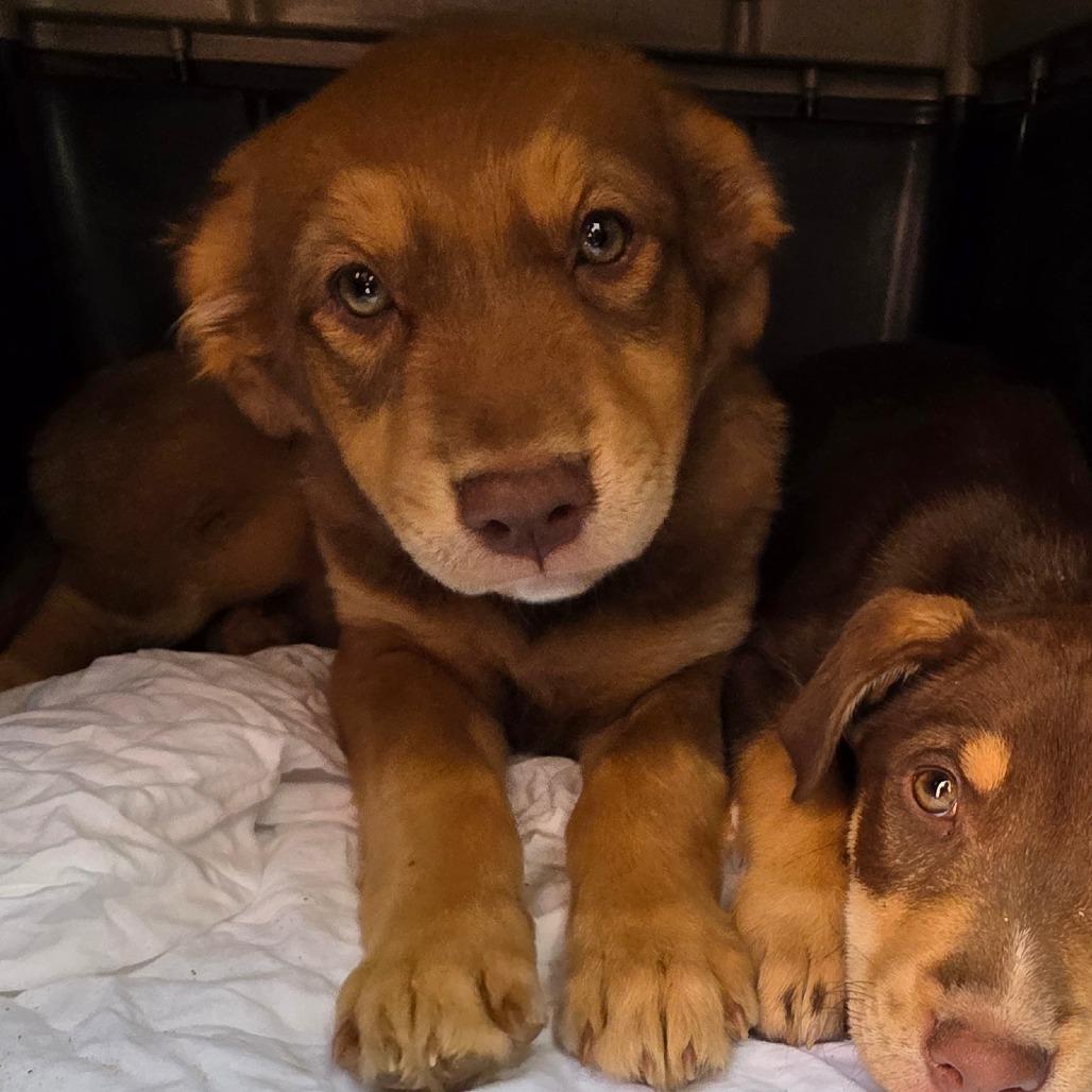 Belle, Adoptable, Puppy Female Labrador Retriever.