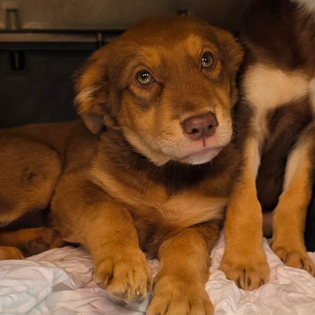 Enlarge Belle, a Adoptable Labrador Retriever in Goltry, OK image 4/5