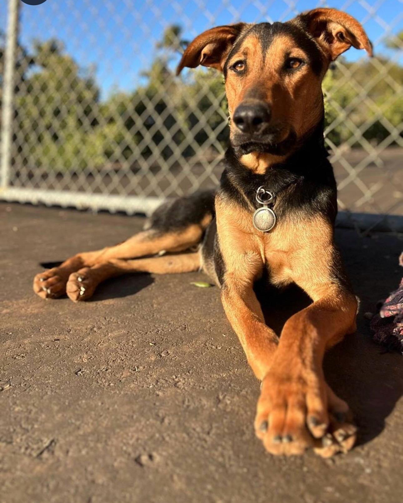 Dobby , ADOPTABLE, Young Male German Shepherd Dog.