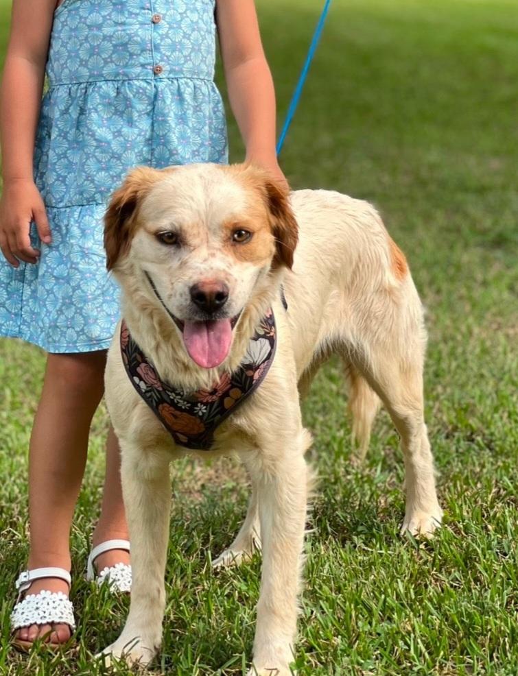 Lacey, Adopted, Adult Female Brittany Spaniel.