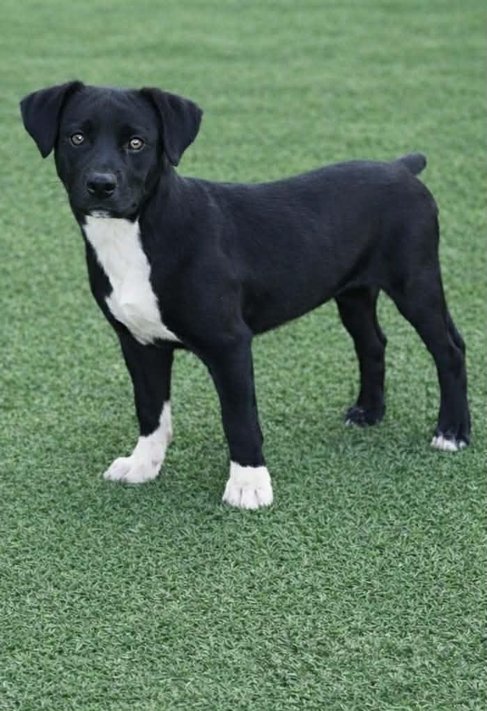 Viva, a Adopted Pointer in Pompano Beach, FL image 3/3