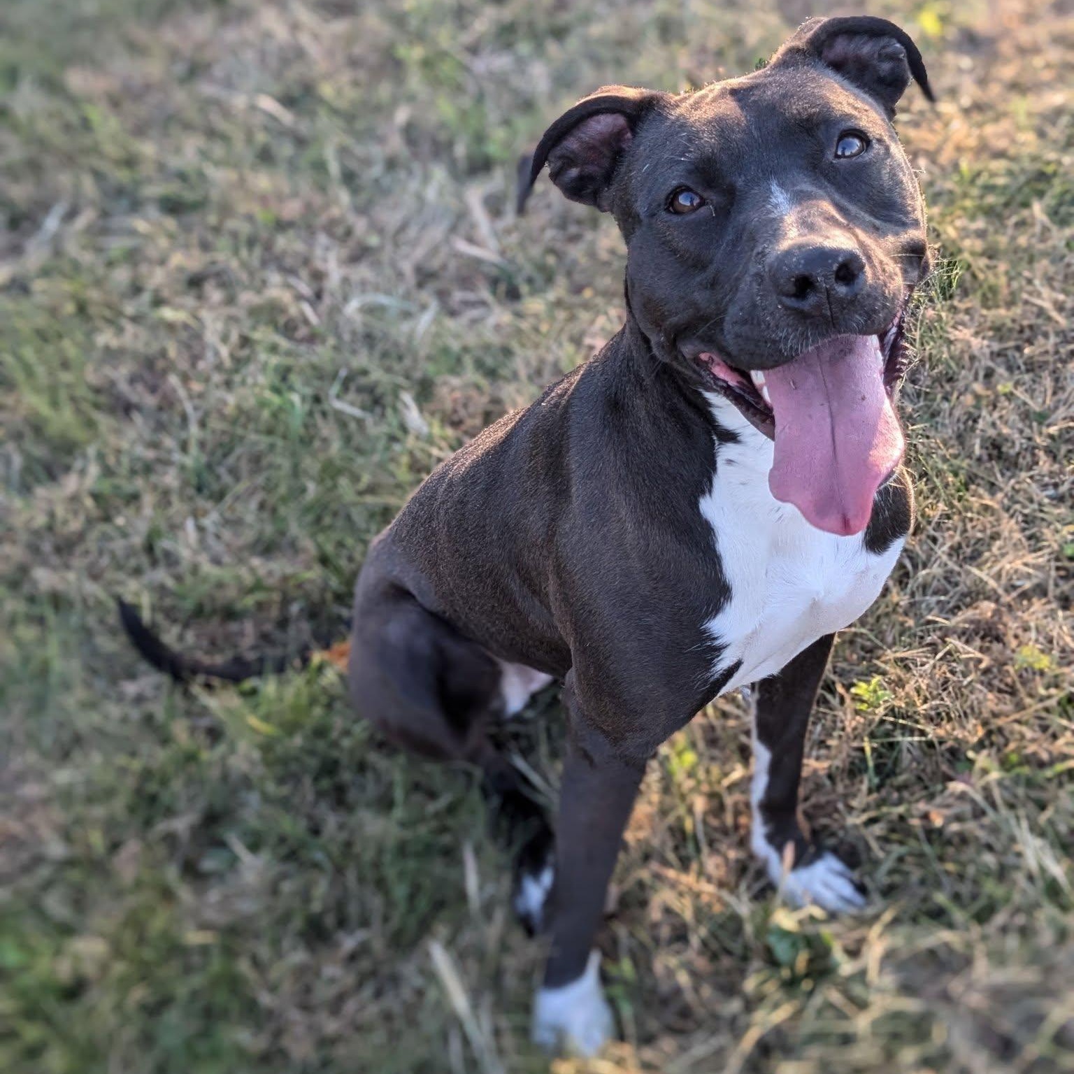 Enlarge Naomi, a Adoptable mixed breed in Valley Falls, KS image 3/3