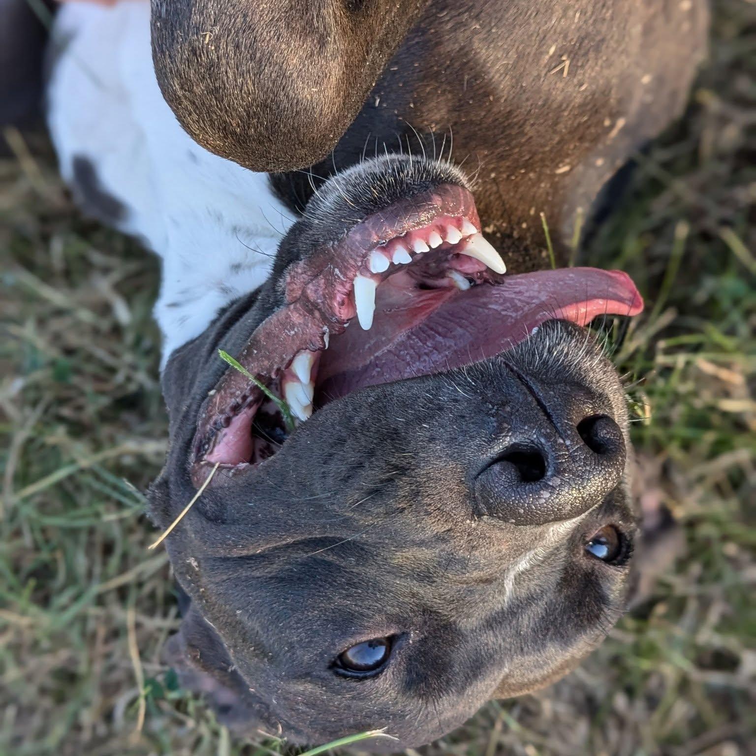 Enlarge Naomi, a Adoptable mixed breed in Valley Falls, KS image 2/3