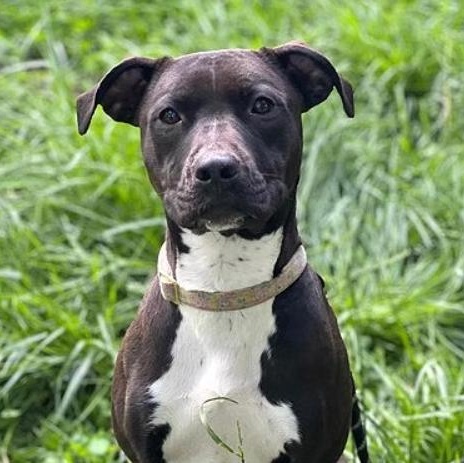 Enlarge Naomi, a Adoptable mixed breed in Valley Falls, KS image 1/3