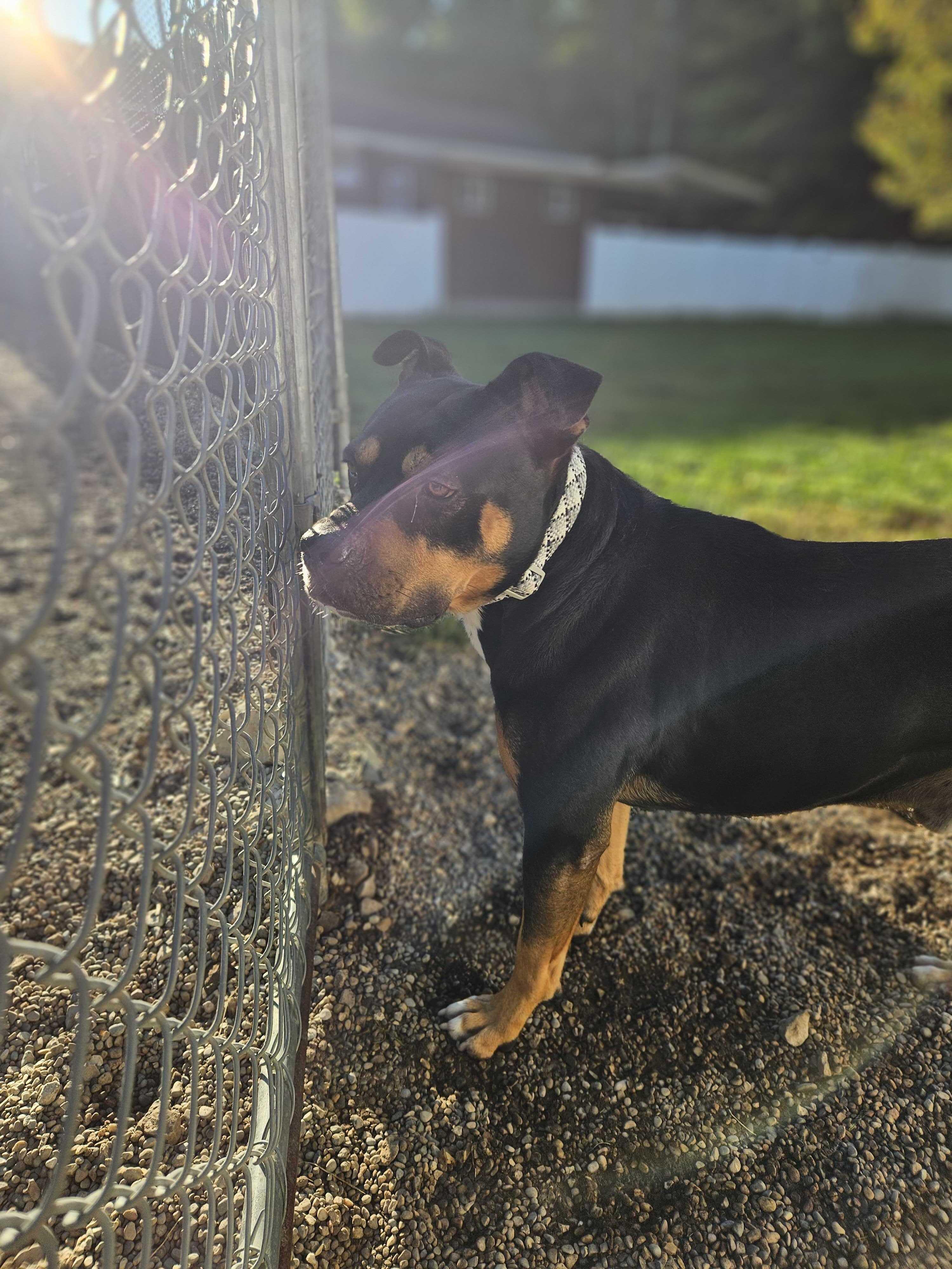 Karl, a Adoptable mixed breed in Belleville, MI image 4/5