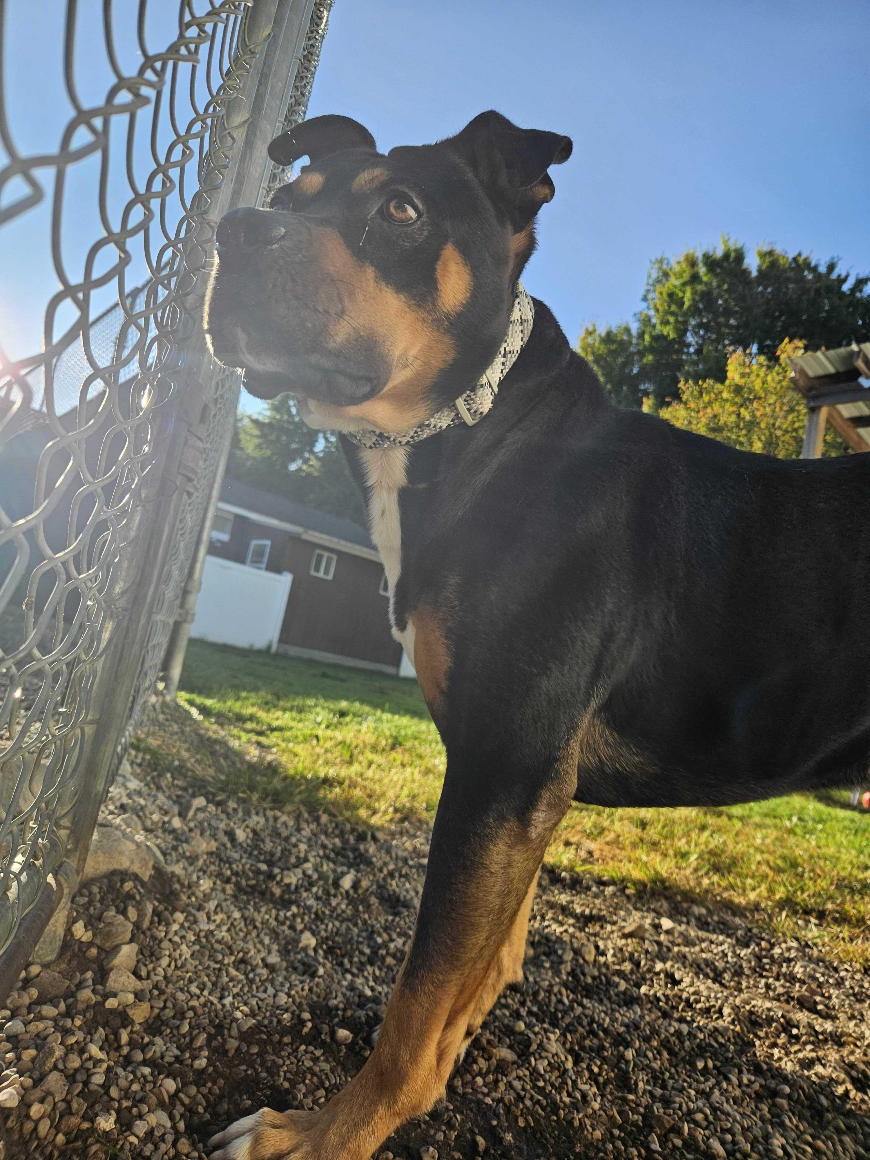 Karl, a Adoptable mixed breed in Belleville, MI image 2/5
