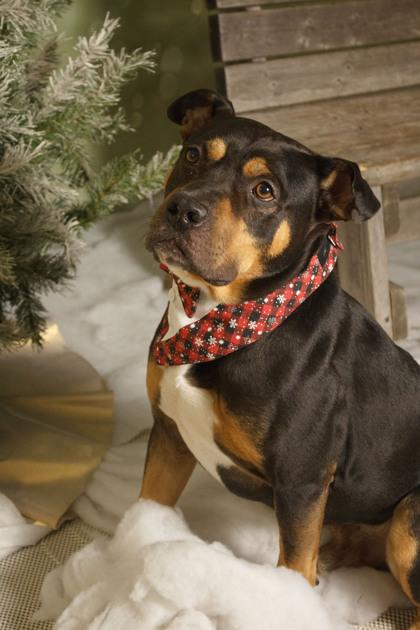 Karl, a Adoptable mixed breed in Belleville, MI image 1/5