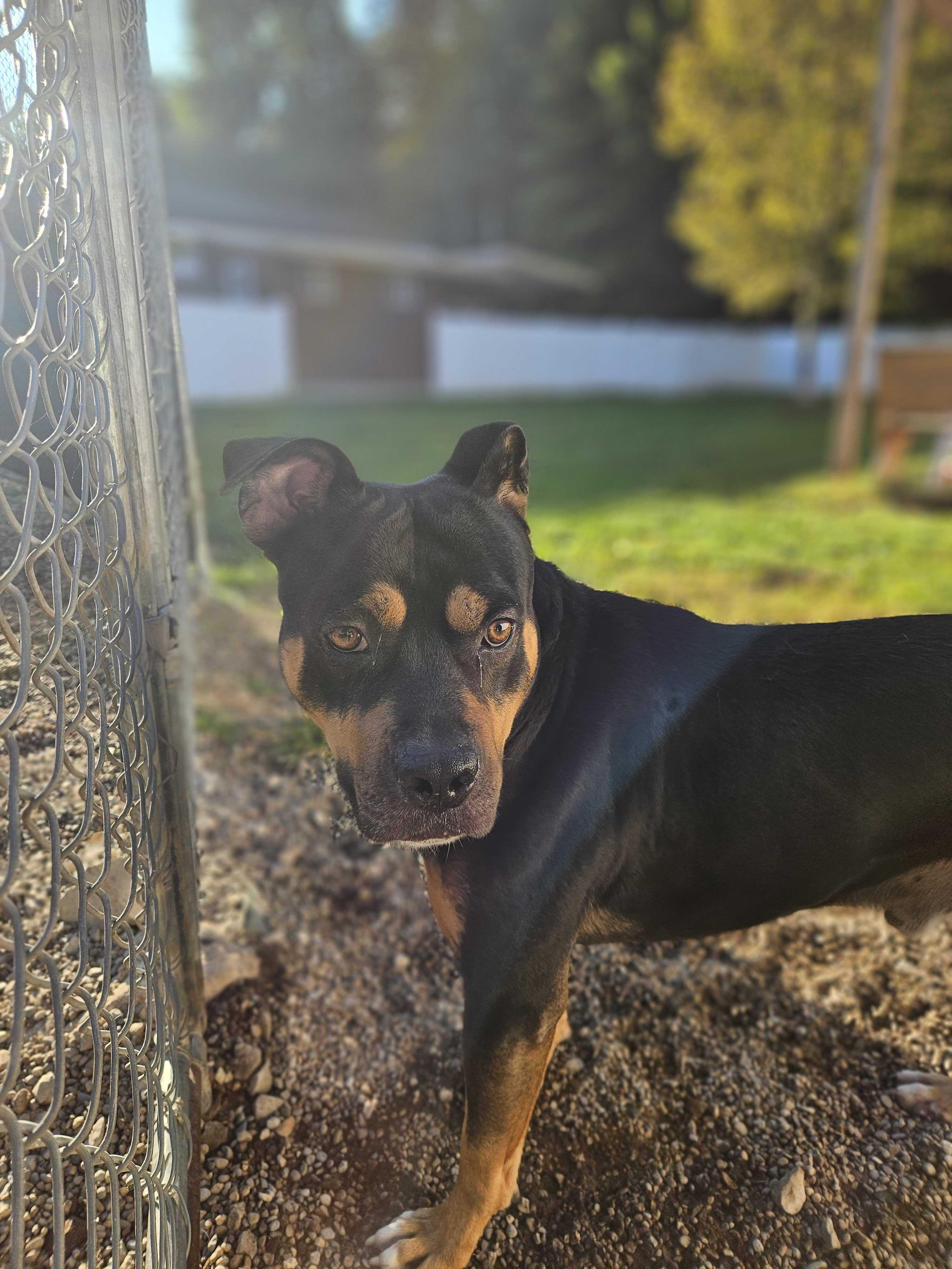 Karl, a Adoptable mixed breed in Belleville, MI image 3/5