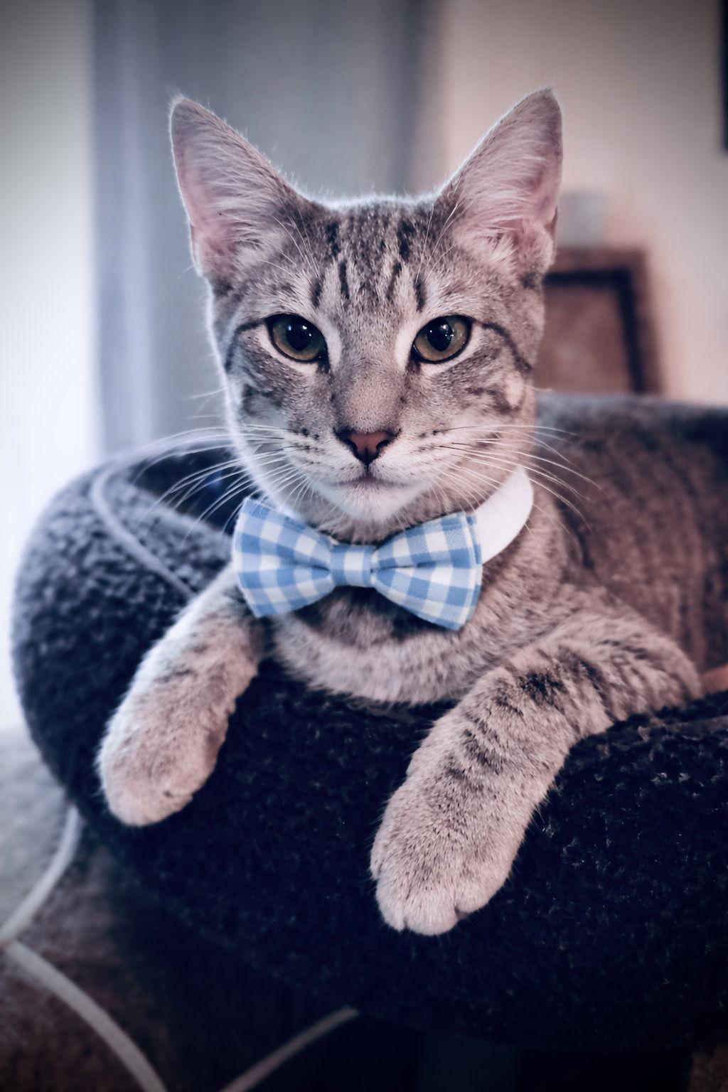 Tino, Adoptable, Young Male Domestic Short Hair & Tabby.