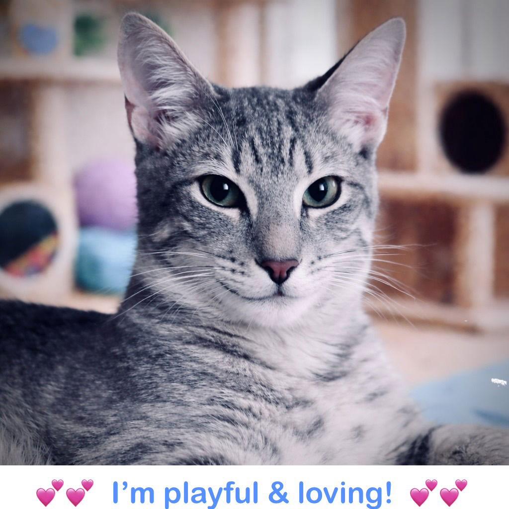 Enlarge Valentino, a Adopted mixed breed in West Palm Beach, FL image 2/3