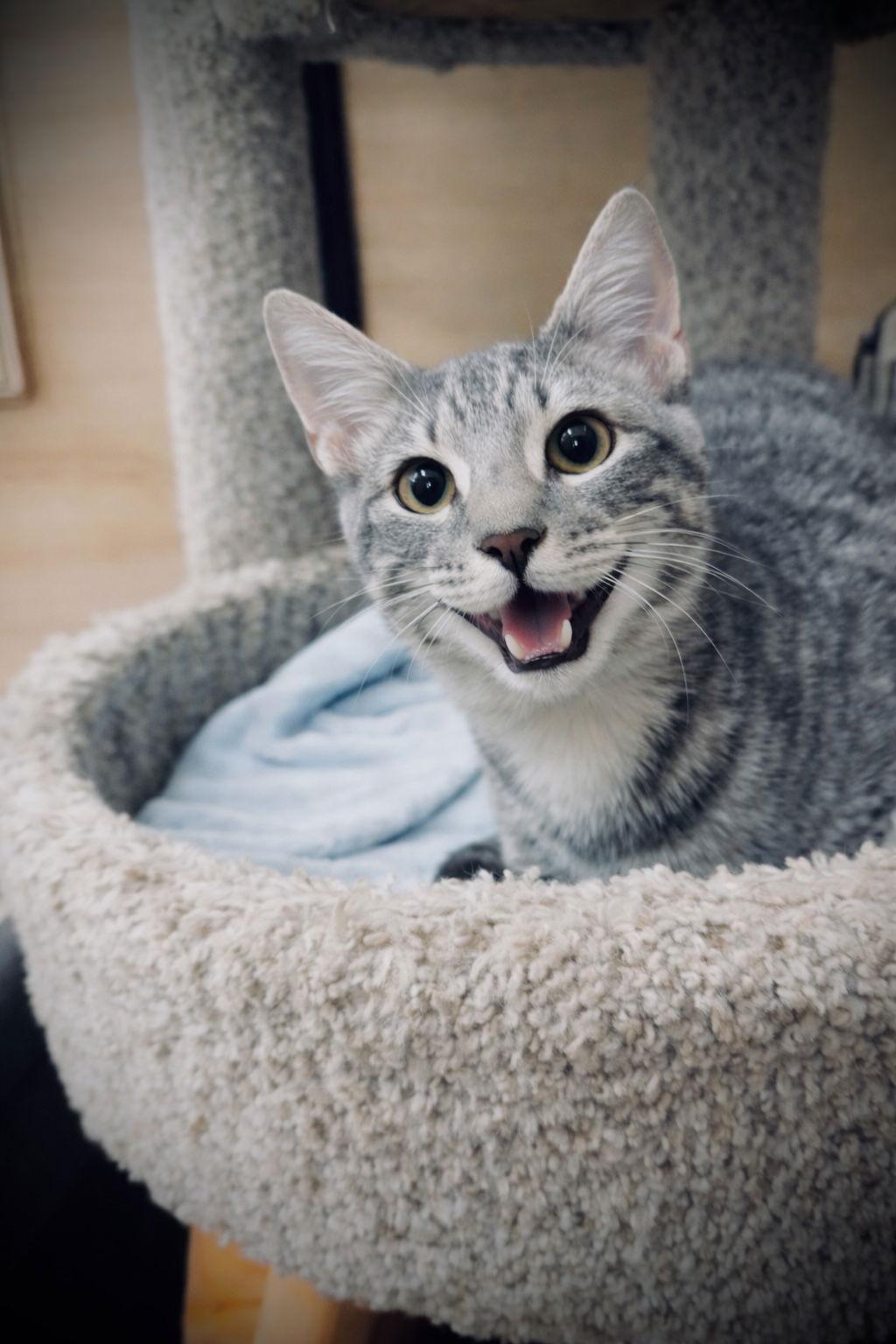 Enlarge Valentino, a Adopted mixed breed in West Palm Beach, FL image 3/3