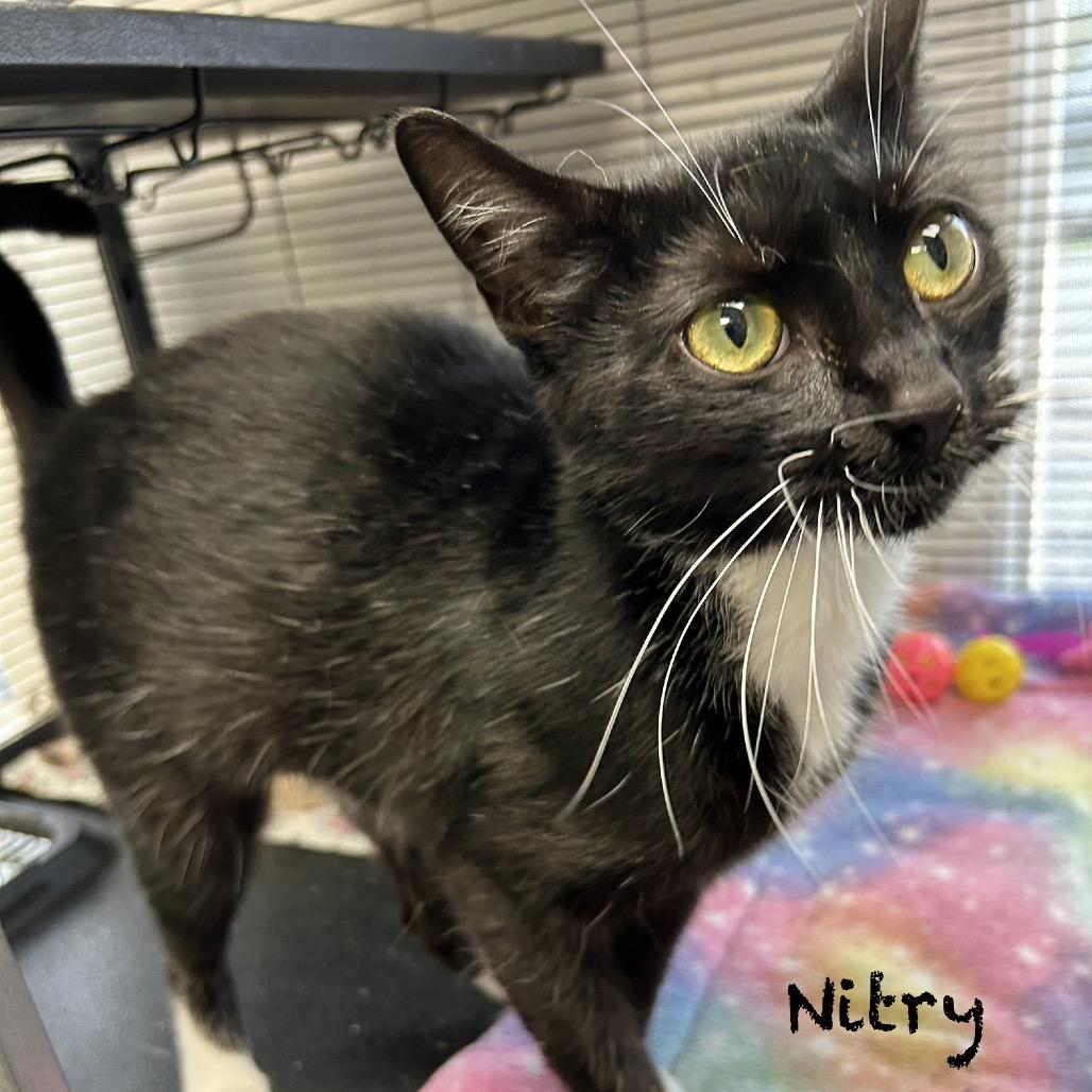 Enlarge Nitry, a Adoptable Domestic Short Hair in Hannibal, MO image 1/2