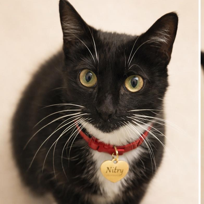 Nitry, a Adoptable Domestic Short Hair in Hannibal, MO image 1/2
