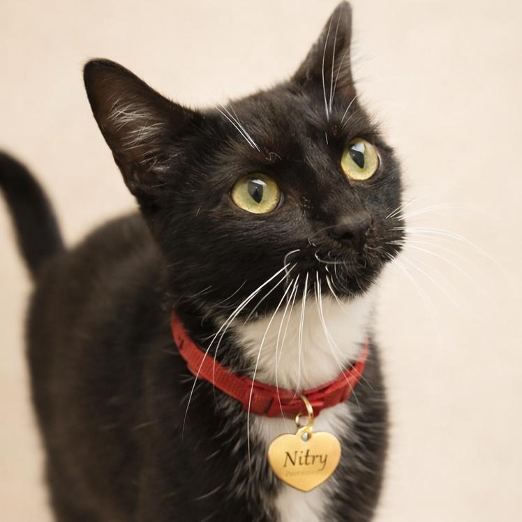 Nitry, a Adoptable Domestic Short Hair in Hannibal, MO image 2/2