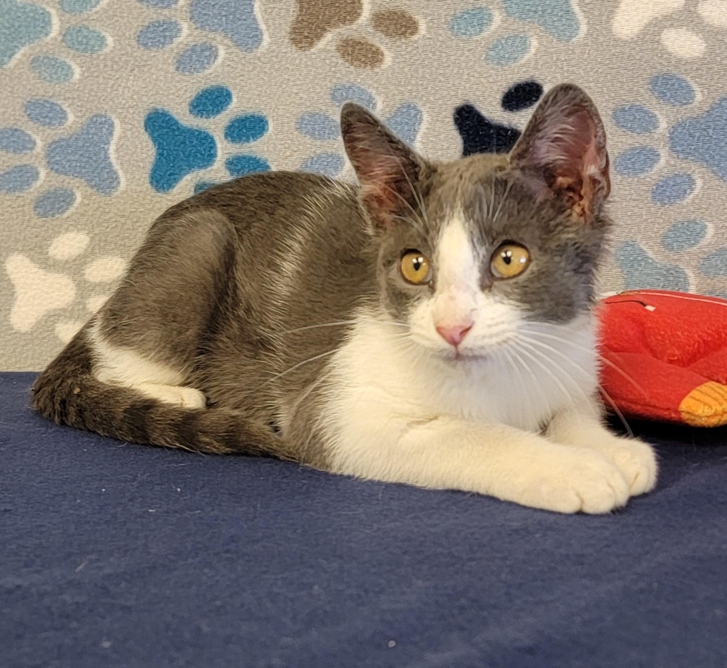 Chase, an adoptable Domestic Short Hair in ALPINE, TX, 79830 | Photo Image 1
