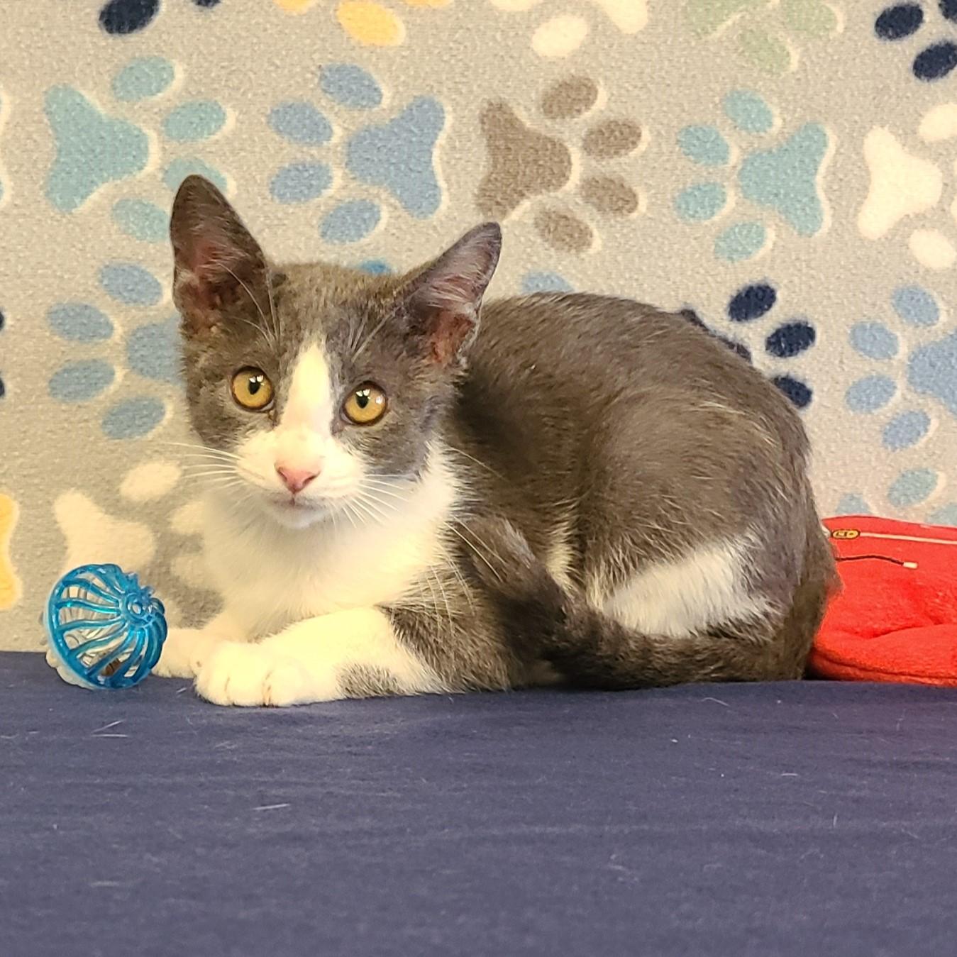 Chase, an adoptable Domestic Short Hair in ALPINE, TX, 79830 | Photo Image 2