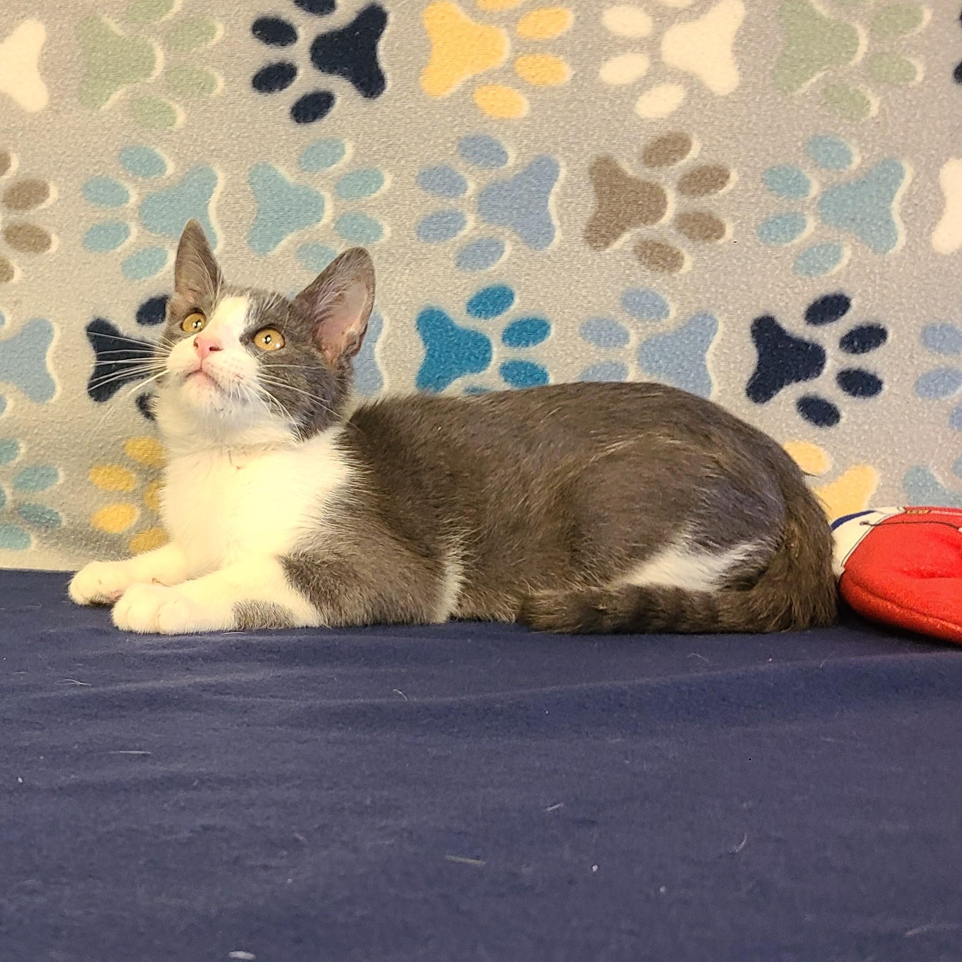 Chase, an adoptable Domestic Short Hair in ALPINE, TX, 79830 | Photo Image 3