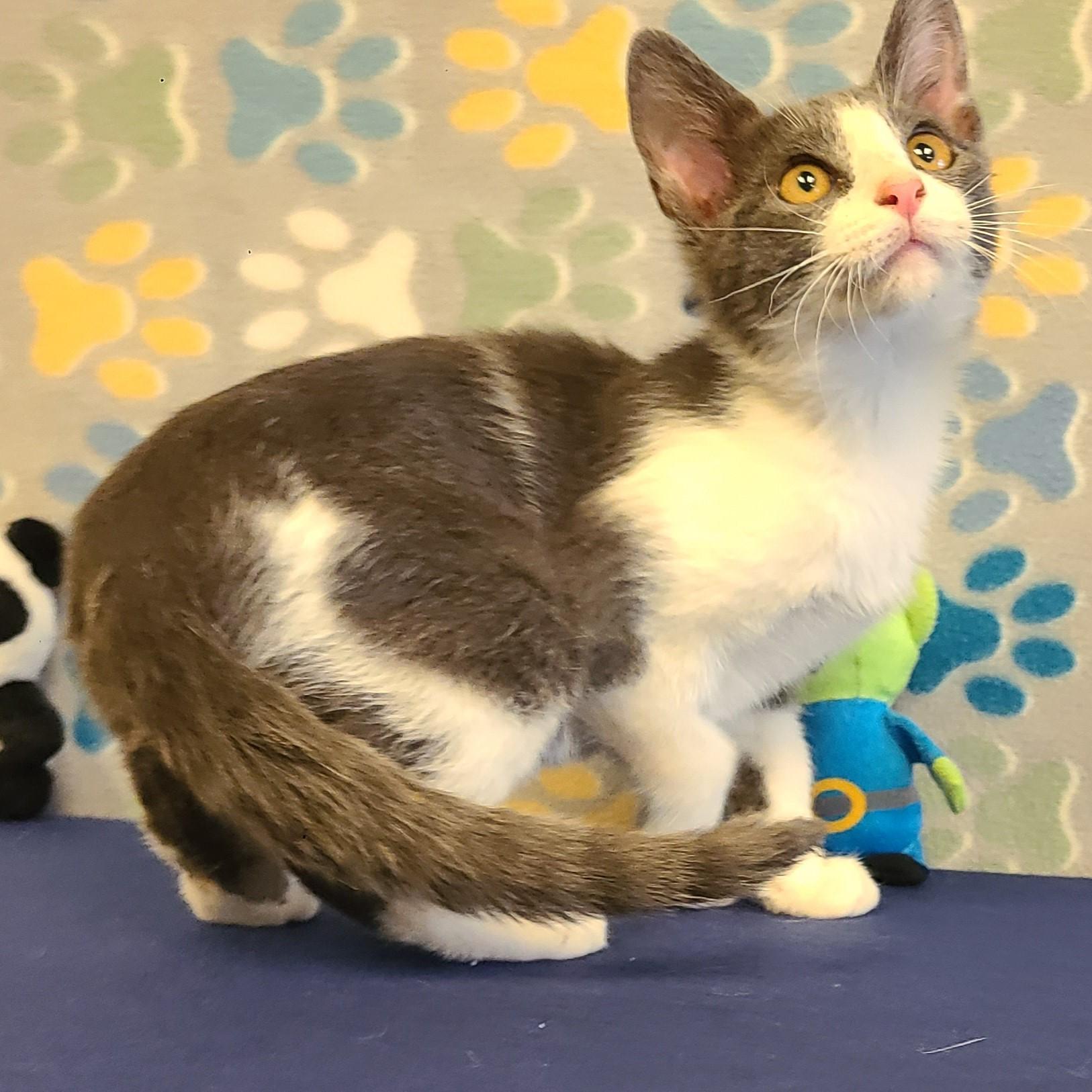 Chase, an adoptable Domestic Short Hair in ALPINE, TX, 79830 | Photo Image 4