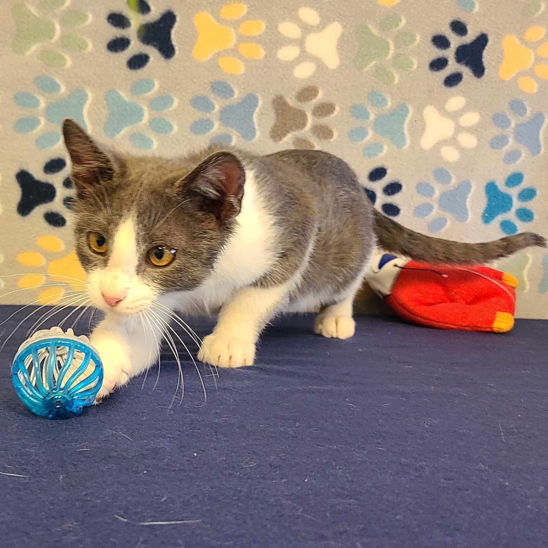 Chase, an adoptable Domestic Short Hair in ALPINE, TX, 79830 | Photo Image 5