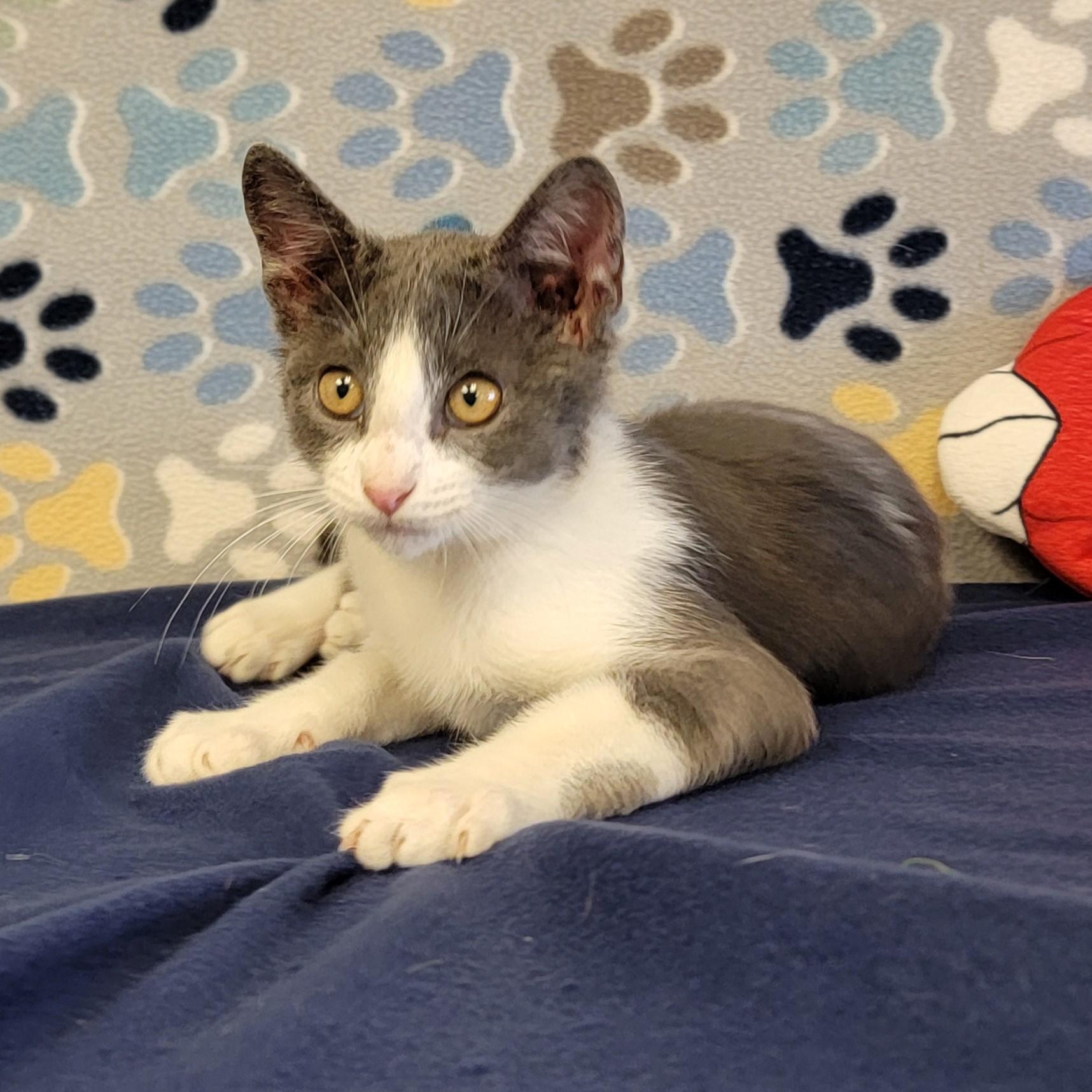 Chase, an adoptable Domestic Short Hair in ALPINE, TX, 79830 | Photo Image 6