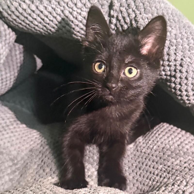 Charlotte, Adoptable, Young Female Domestic Short Hair.