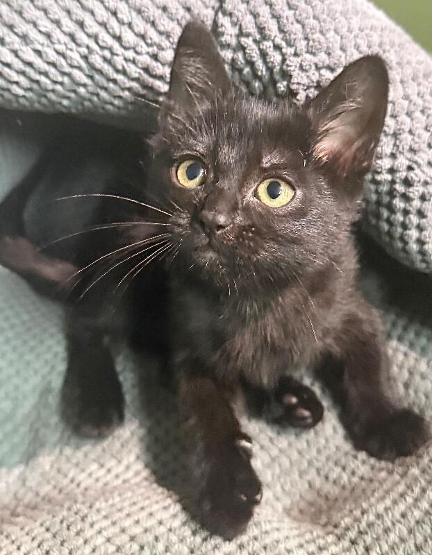 Charlotte, a Adoptable Domestic Short Hair in North Babylon, NY image 2/5
