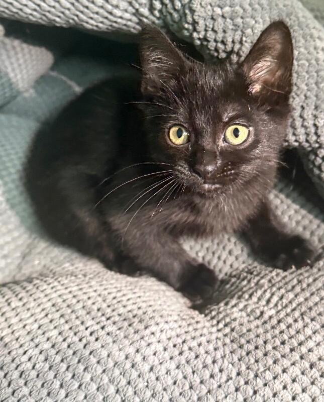 Charlotte, a Adoptable Domestic Short Hair in North Babylon, NY image 3/5