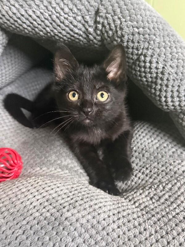 Charlotte, a Adoptable Domestic Short Hair in North Babylon, NY image 4/5