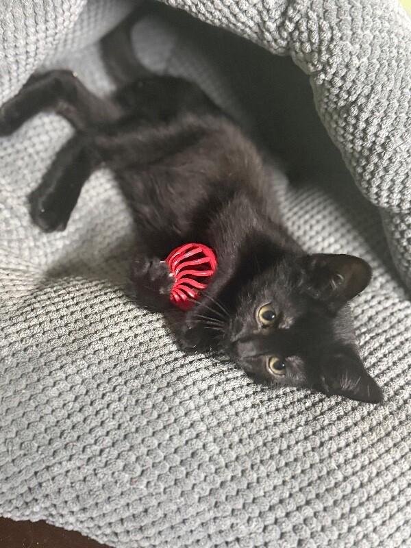 Charlotte, a Adoptable Domestic Short Hair in North Babylon, NY image 5/5