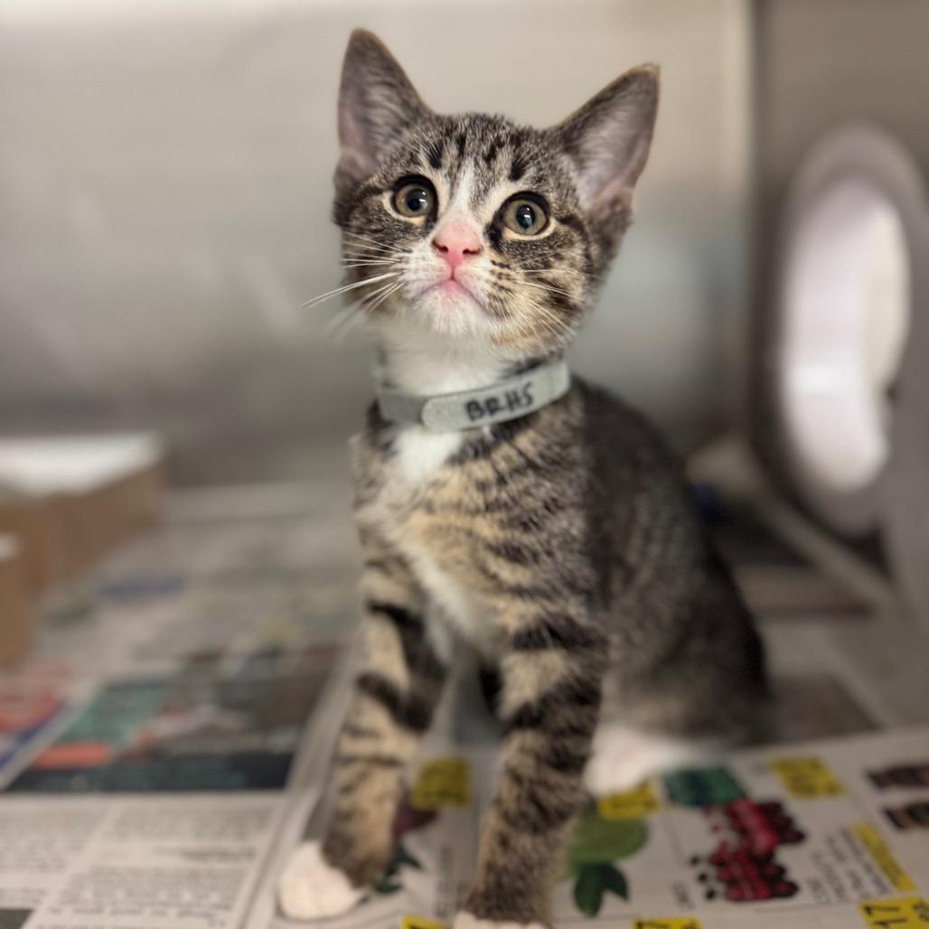 Nick, Adoptable, Kitten Male Domestic Short Hair.