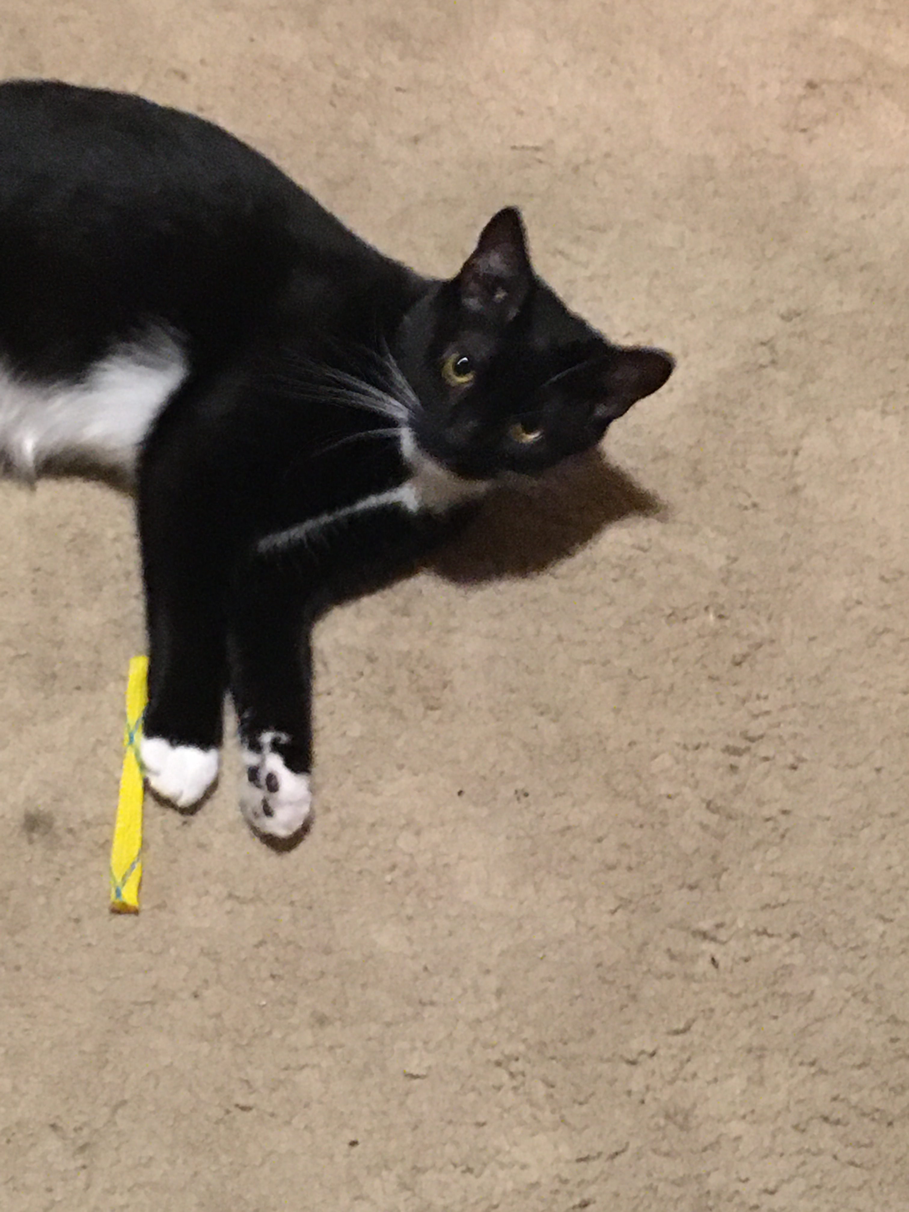 Midnight, a Adoptable mixed breed in Garwood, NJ image 1/2