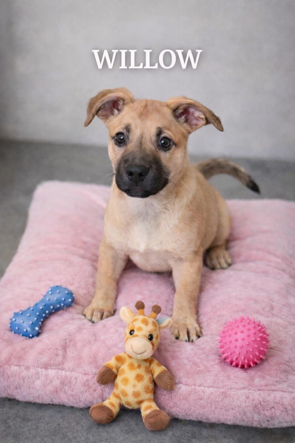 Enlarge Willow, a ADOPTABLE mixed breed in Momence, IL image 1/1