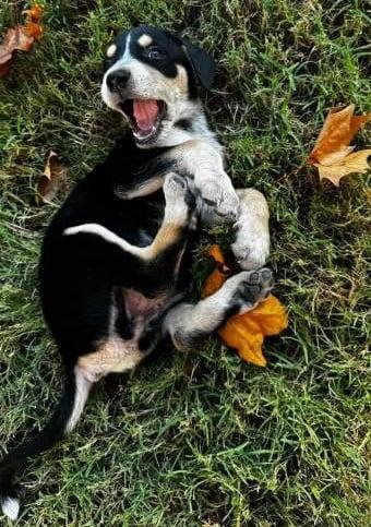 Enlarge Maple, a Adoptable mixed breed in Oklahoma City, OK image 1/2
