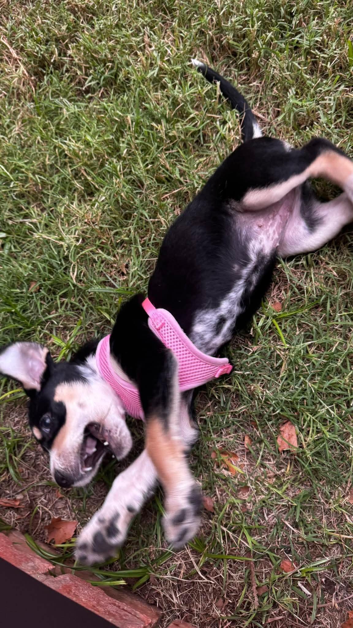 Enlarge Maple, a Adoptable mixed breed in Oklahoma City, OK image 2/2