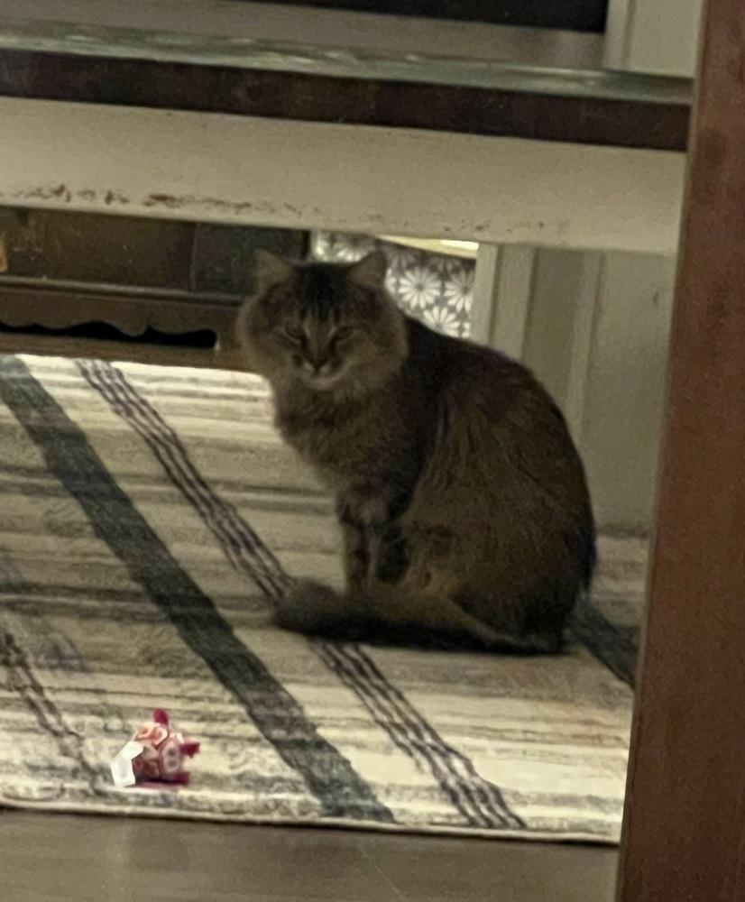 Enlarge Rosie, a Adoptable mixed breed in Plumerville, AR image 1/5