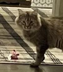 Enlarge Rosie, a Adoptable mixed breed in Plumerville, AR image 5/5