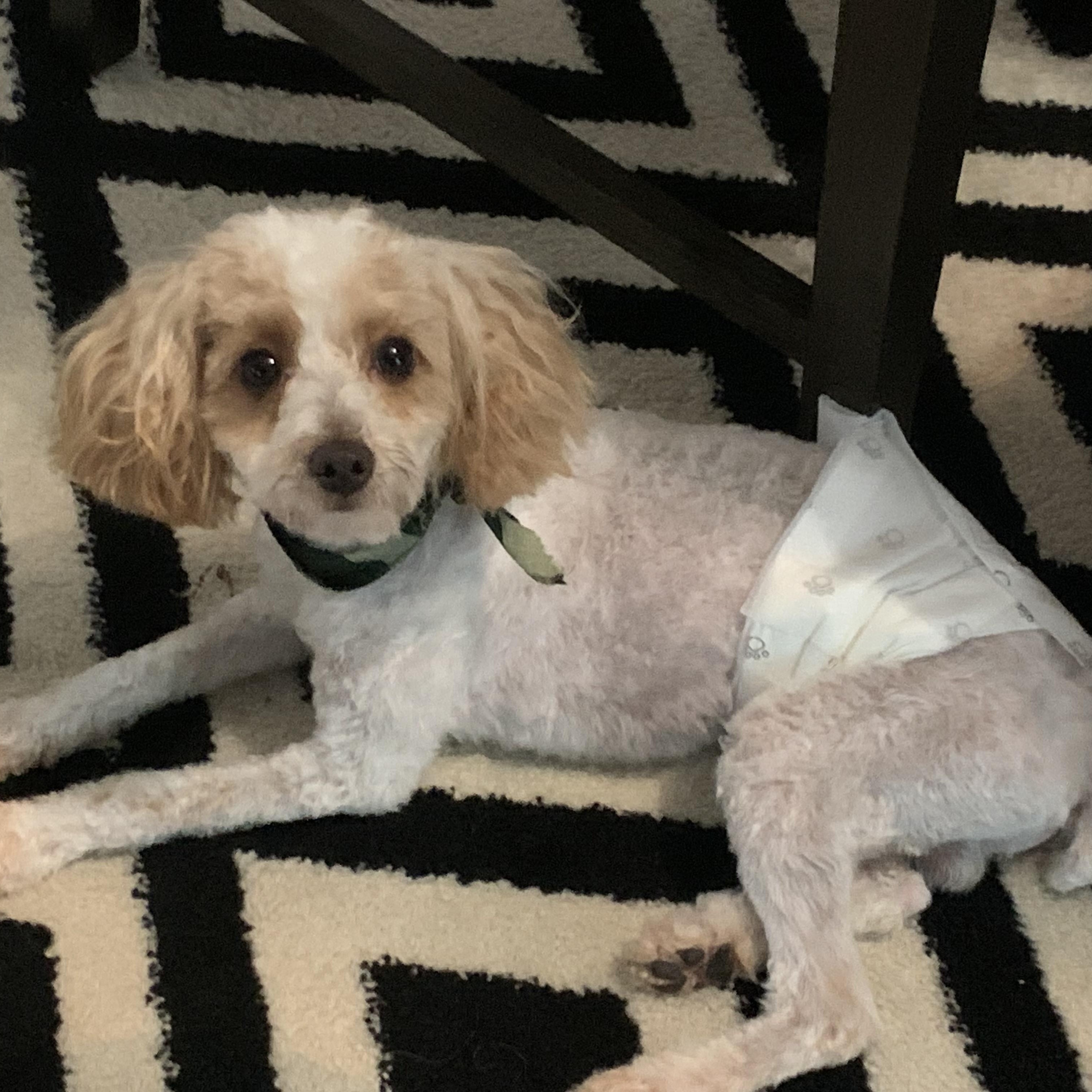 Teddy, an adopted mixed breed in East Lansing, MI image 3/4
